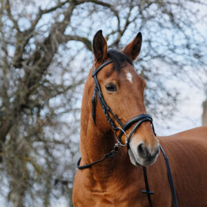 Bridle NORTON - Training