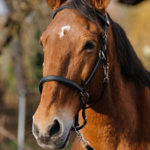 Bridle/Halter NORTON - Training