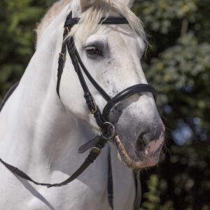 NORTON CLUB Coldblood Bridle