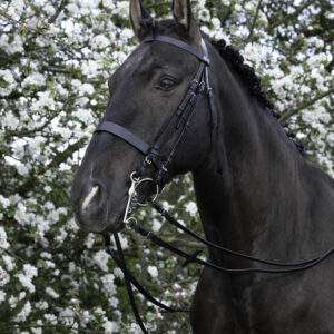 Riding World Kandarenzaum