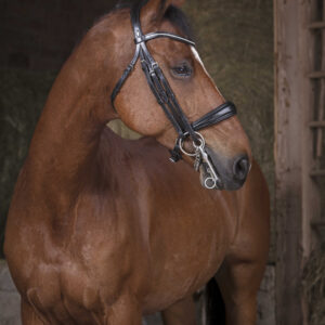 NORTON PRO Kandarenzaum