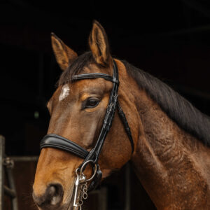 NORTON - Basal - Sitting