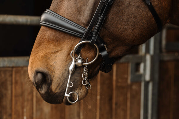 NORTON - Basal - Bridle - Image 3