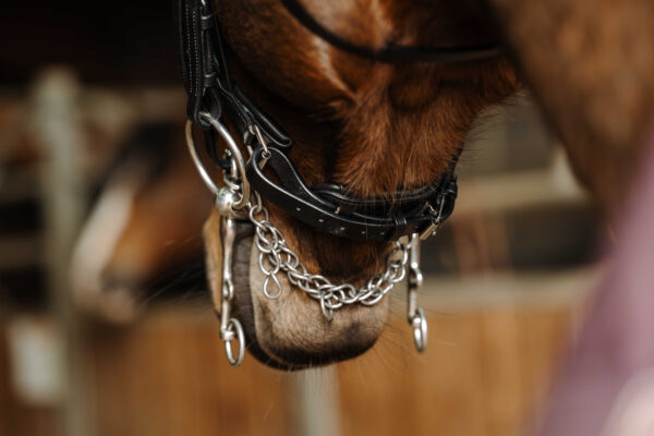 NORTON - Basal - Bridle - Image 4