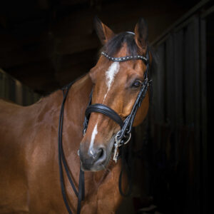 ERIC THOMAS HYBRID Kandarenzaum