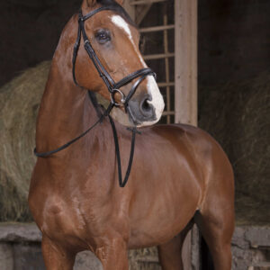 NORTON PRO Reins - Hunter - 16 mm