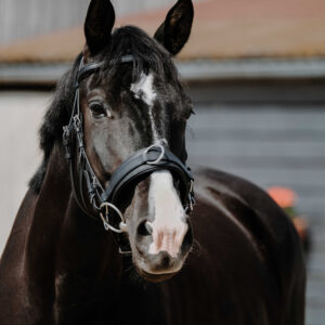 NORTON Wide Cavesson