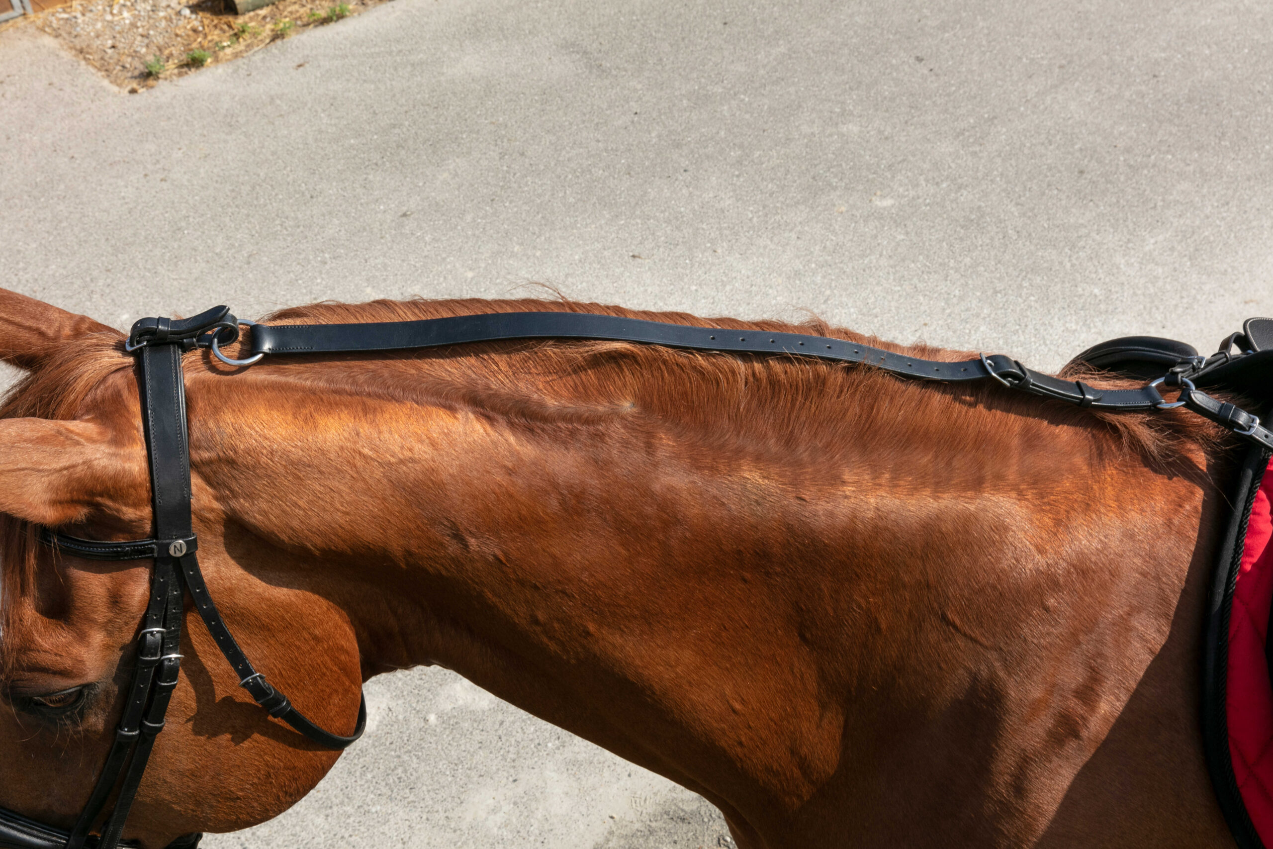 NORTON PRO Attachment Reins (Overcheck)