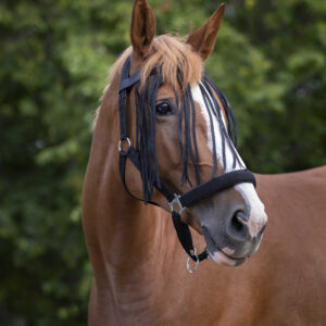 NORTON fly screen front