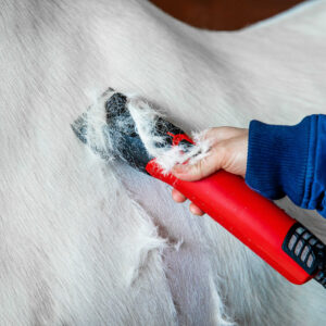 LISTER - Fusion - shearing machine