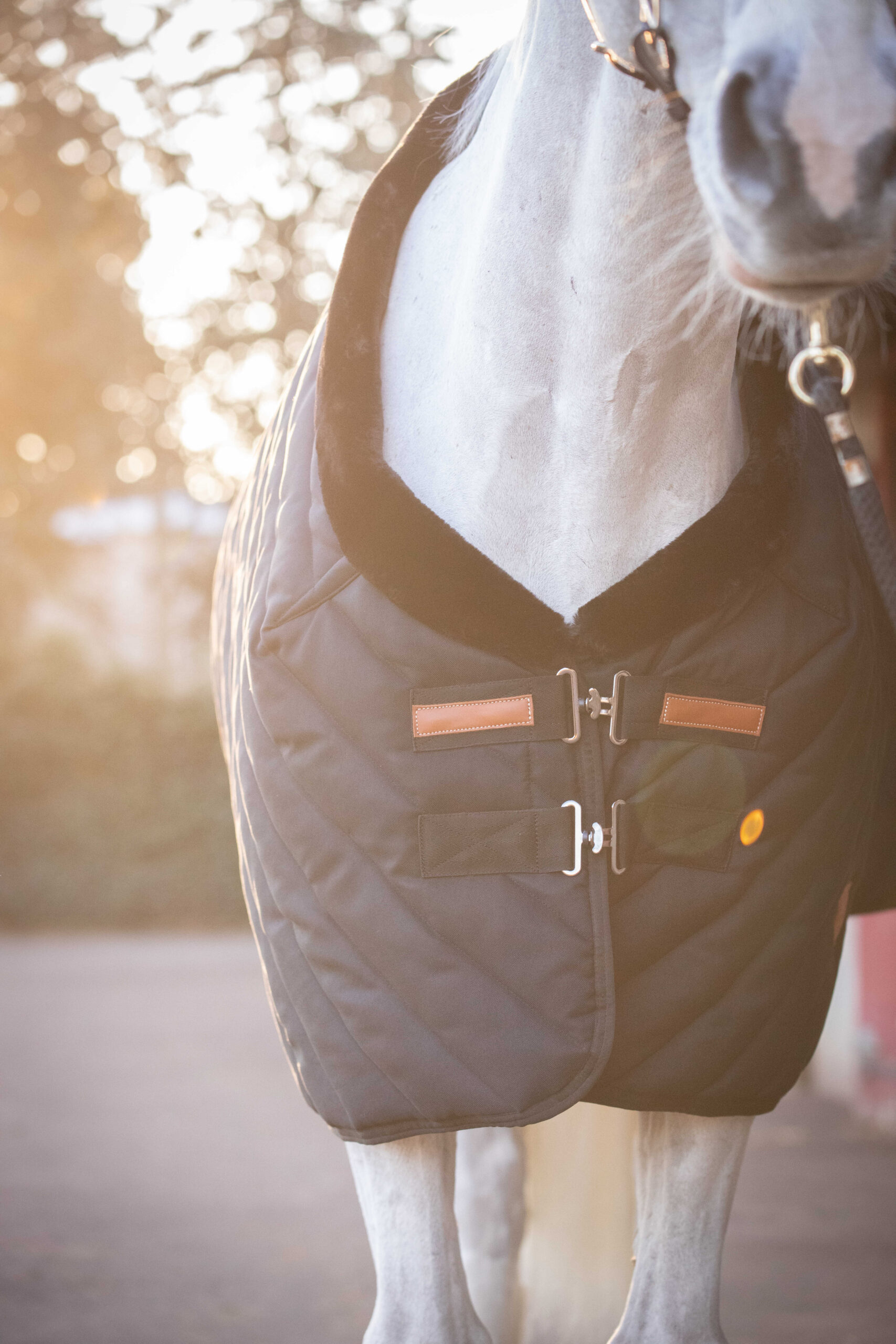 PADDOCK Stable rug 400 gr. - Image 2