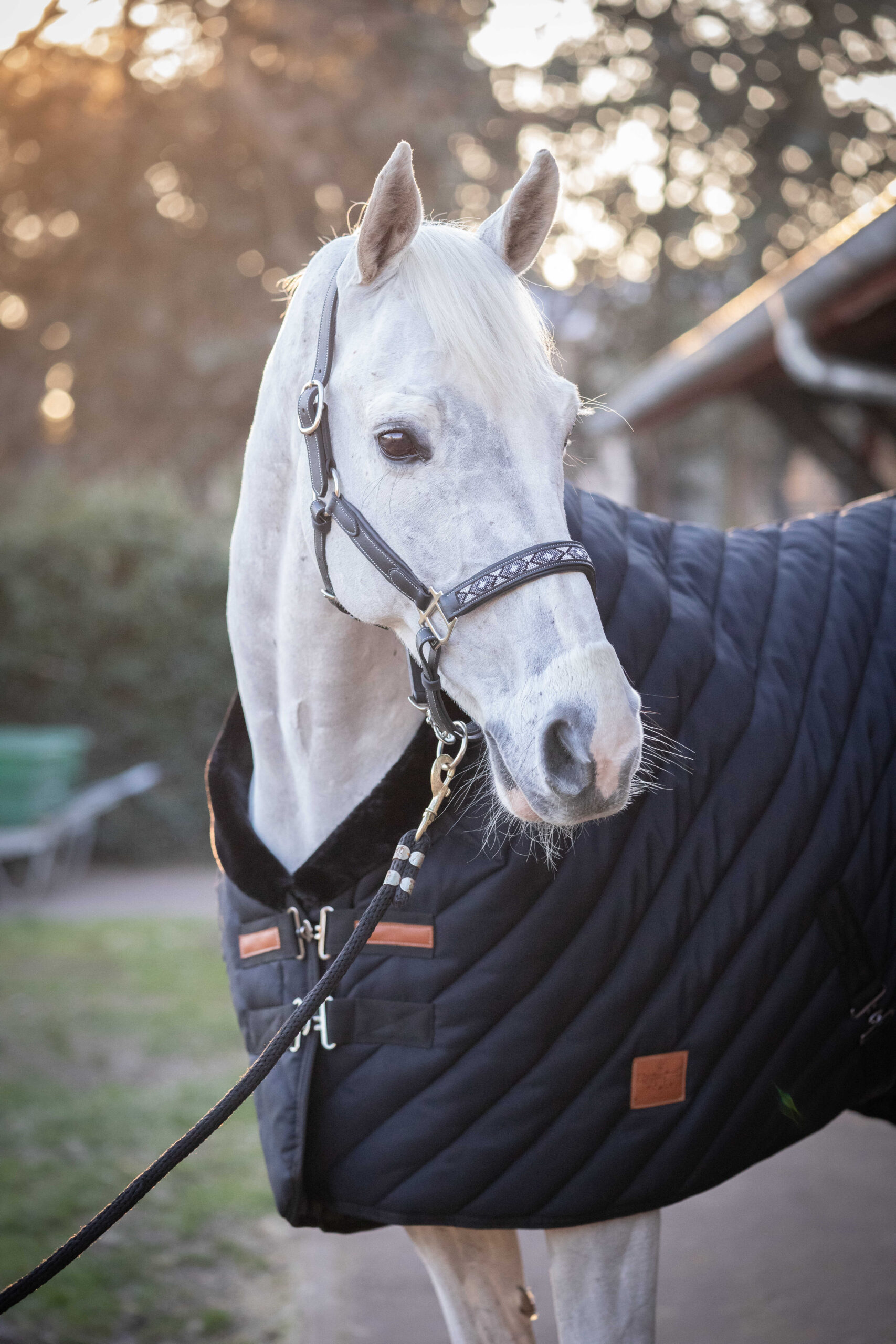 PADDOCK Stable rug 400 gr. - Image 14