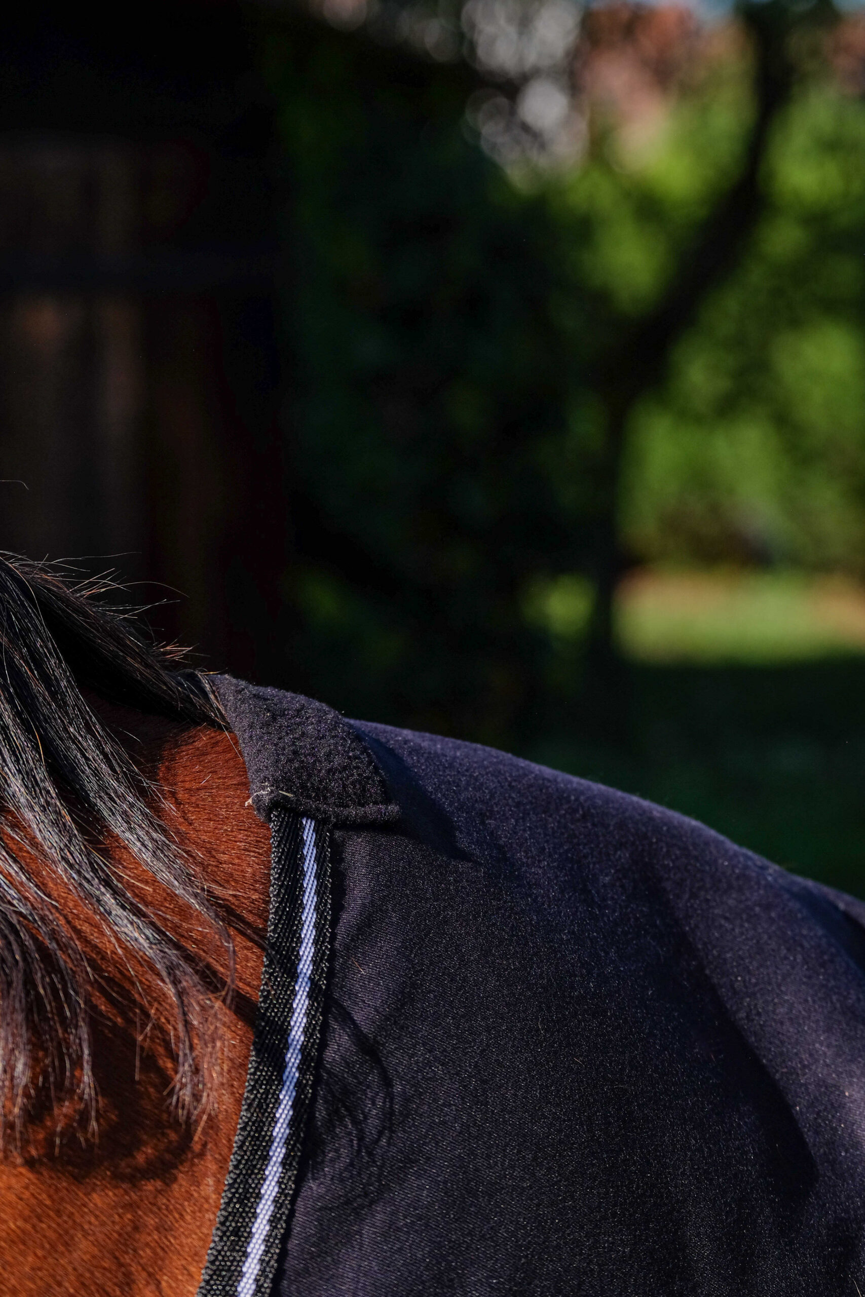 RIDING WORLD Stable Sheet SHINY - Image 5