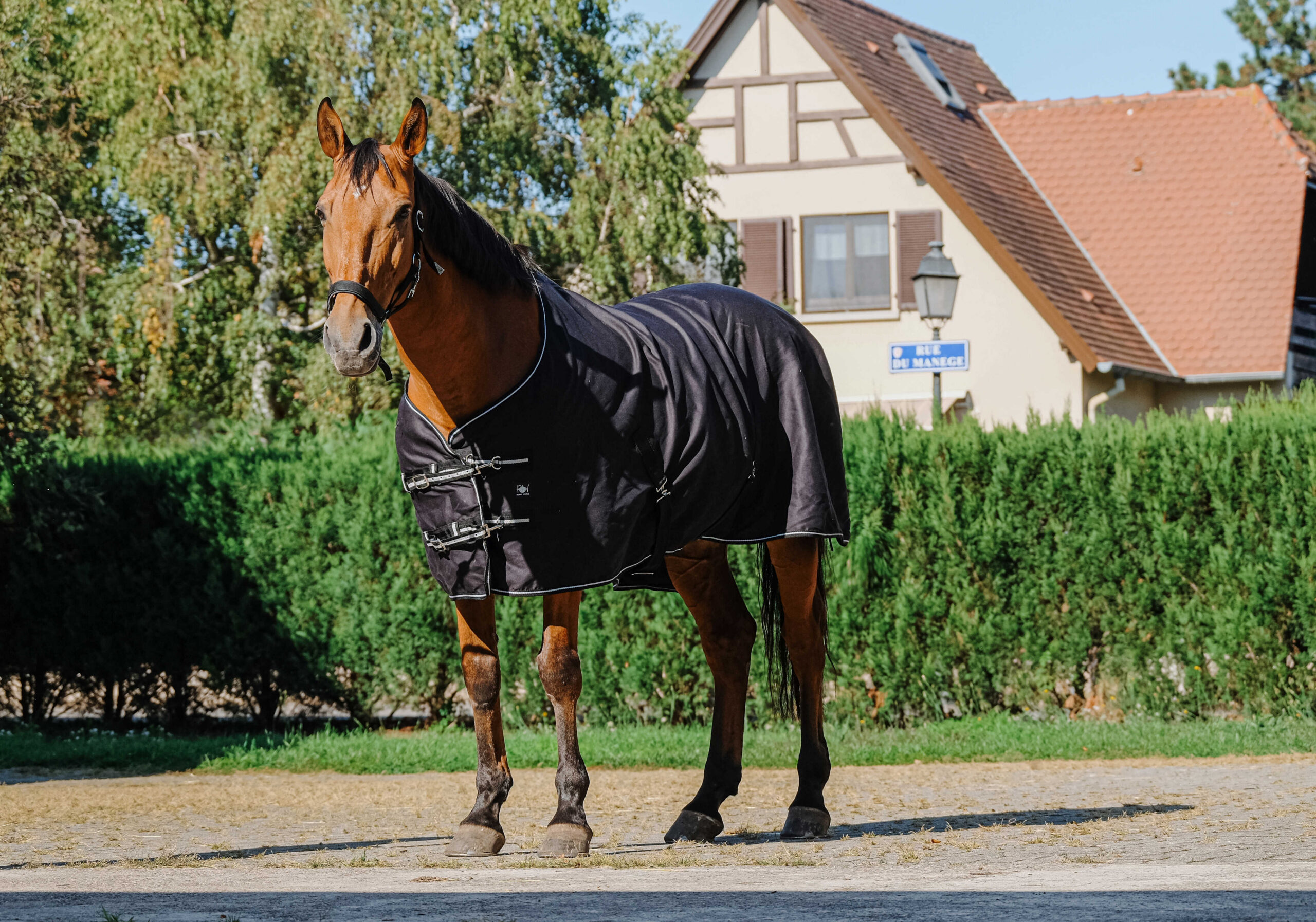 RIDING WORLD Stable Sheet SHINY - Image 6