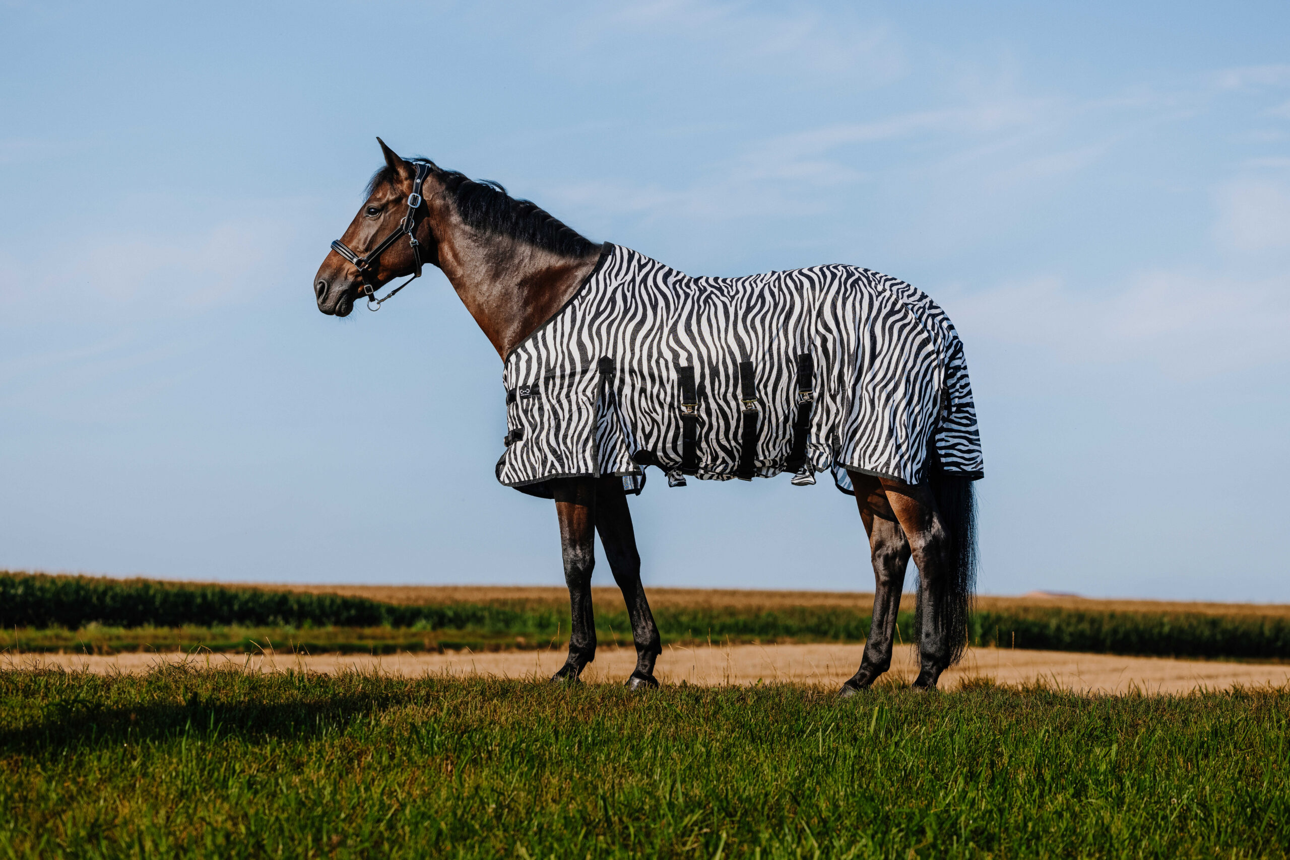 RIDING WORLD Decke – Belly Mesh - Image 8