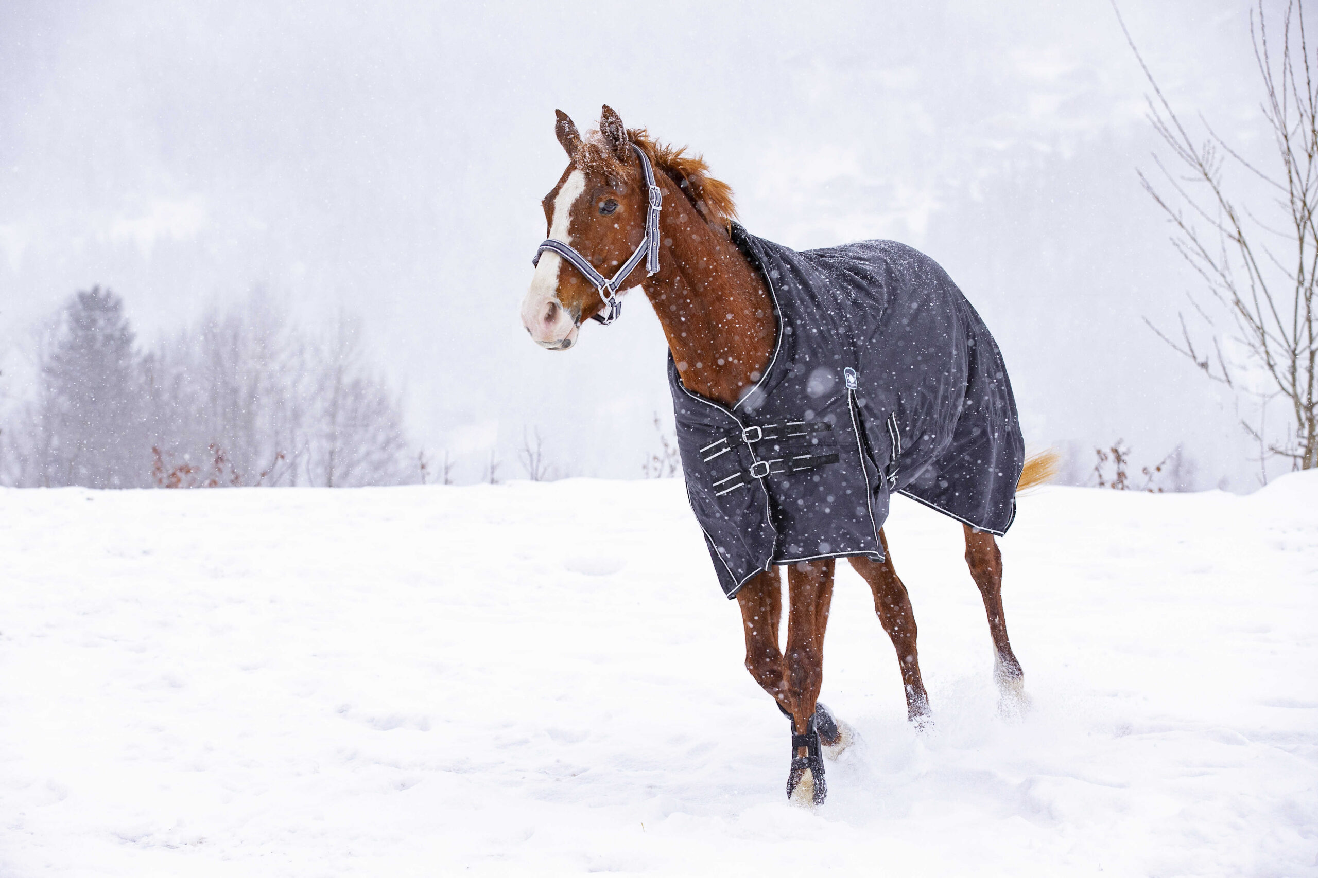 RIDING WORLD – Oxford – Waterproof Rug