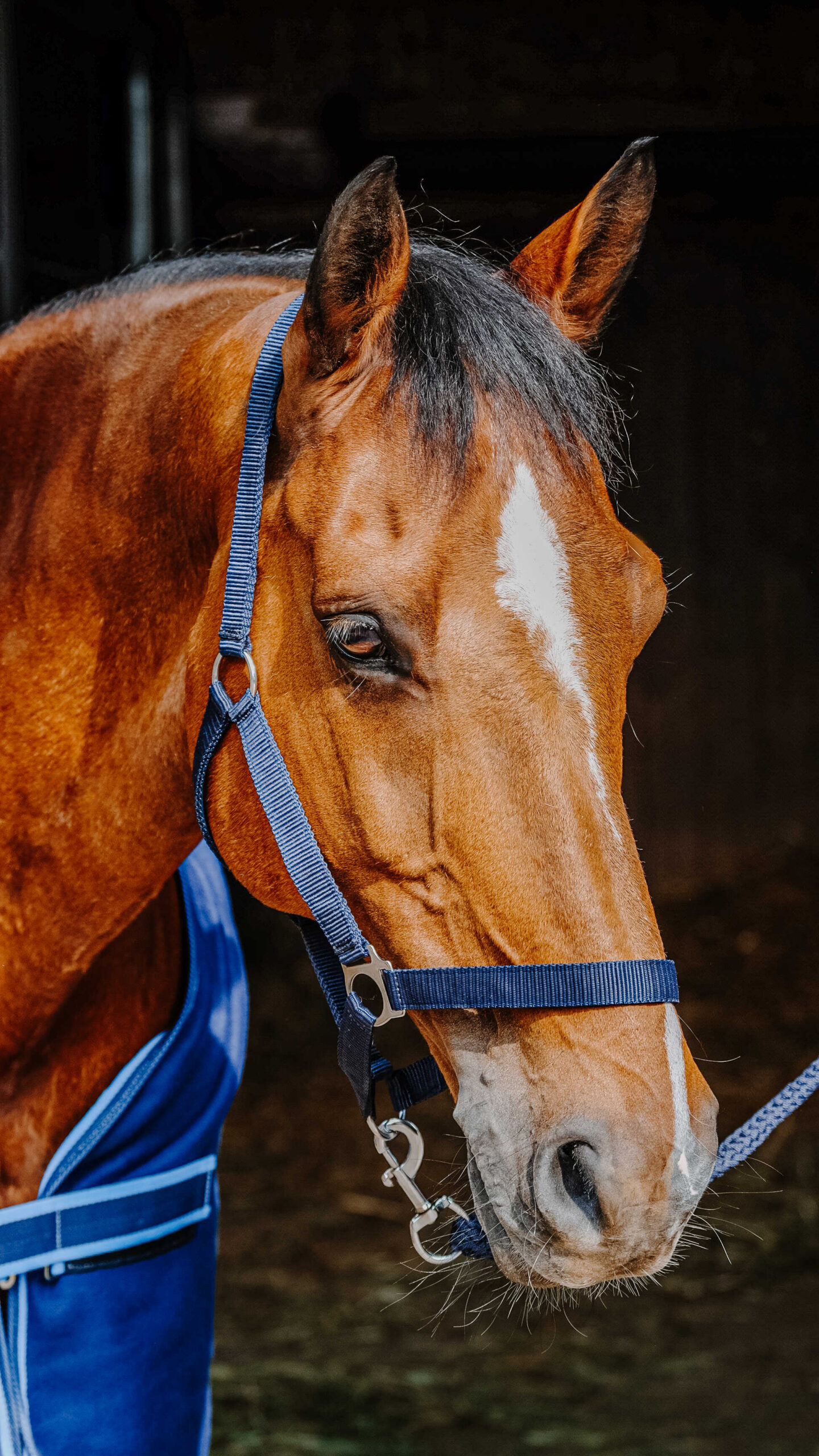 RIDING WORLD complete set - Image 7