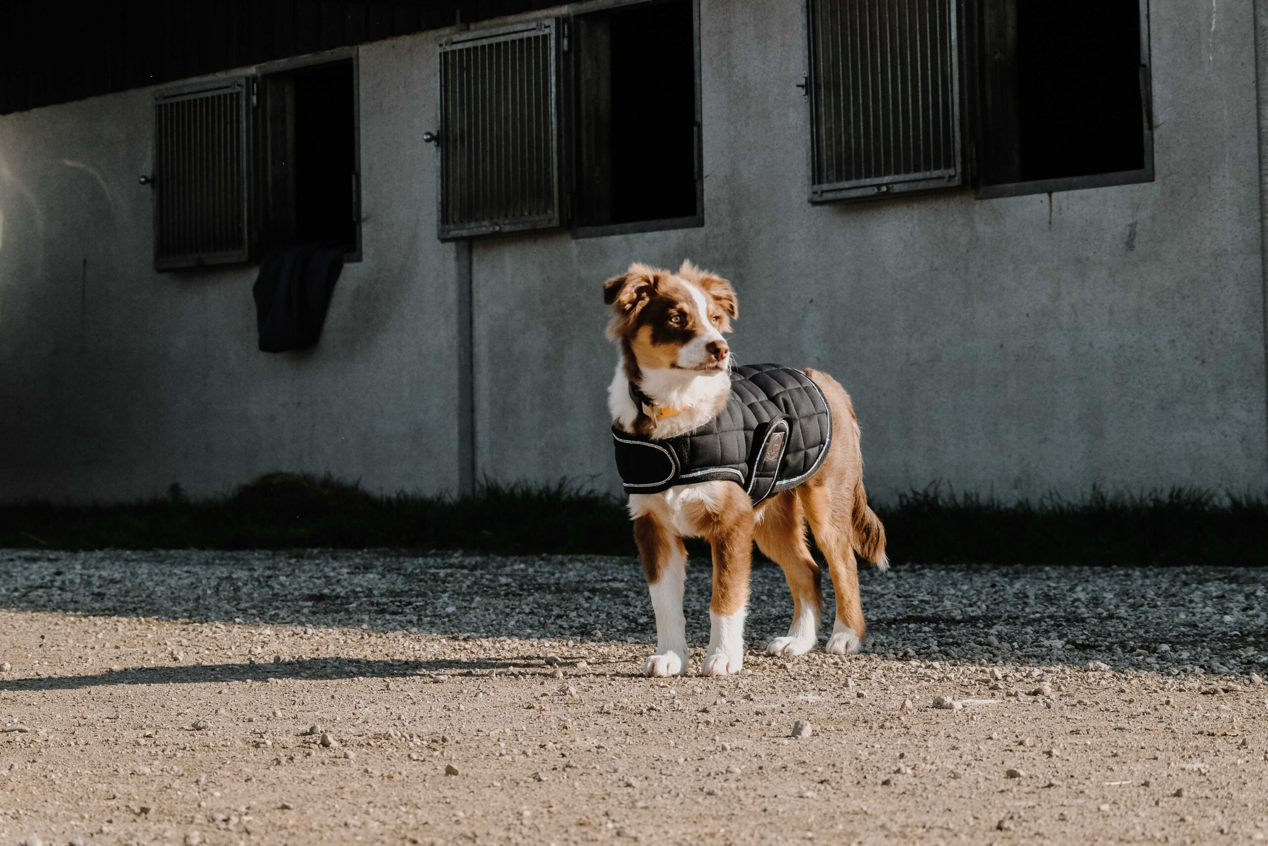 I love you EQUITHÈME Hundedecke - Image 5