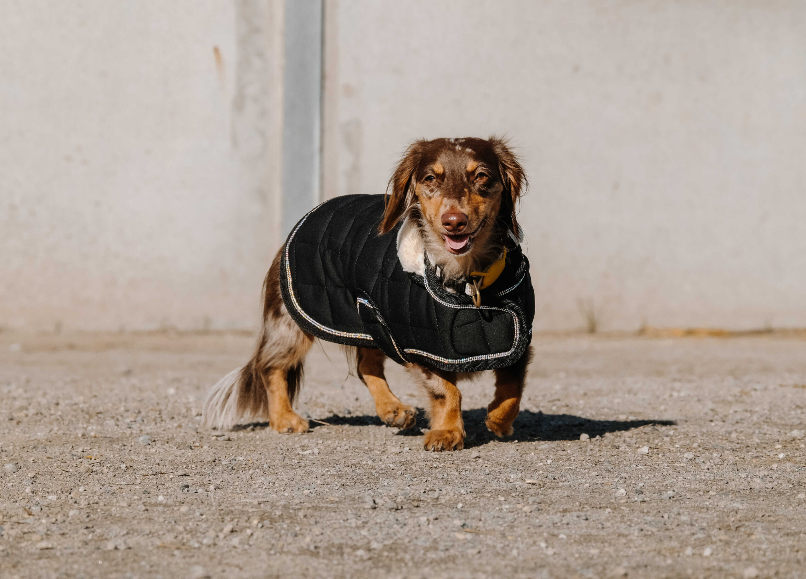 I love you EQUITHÈME Hundedecke - Image 7