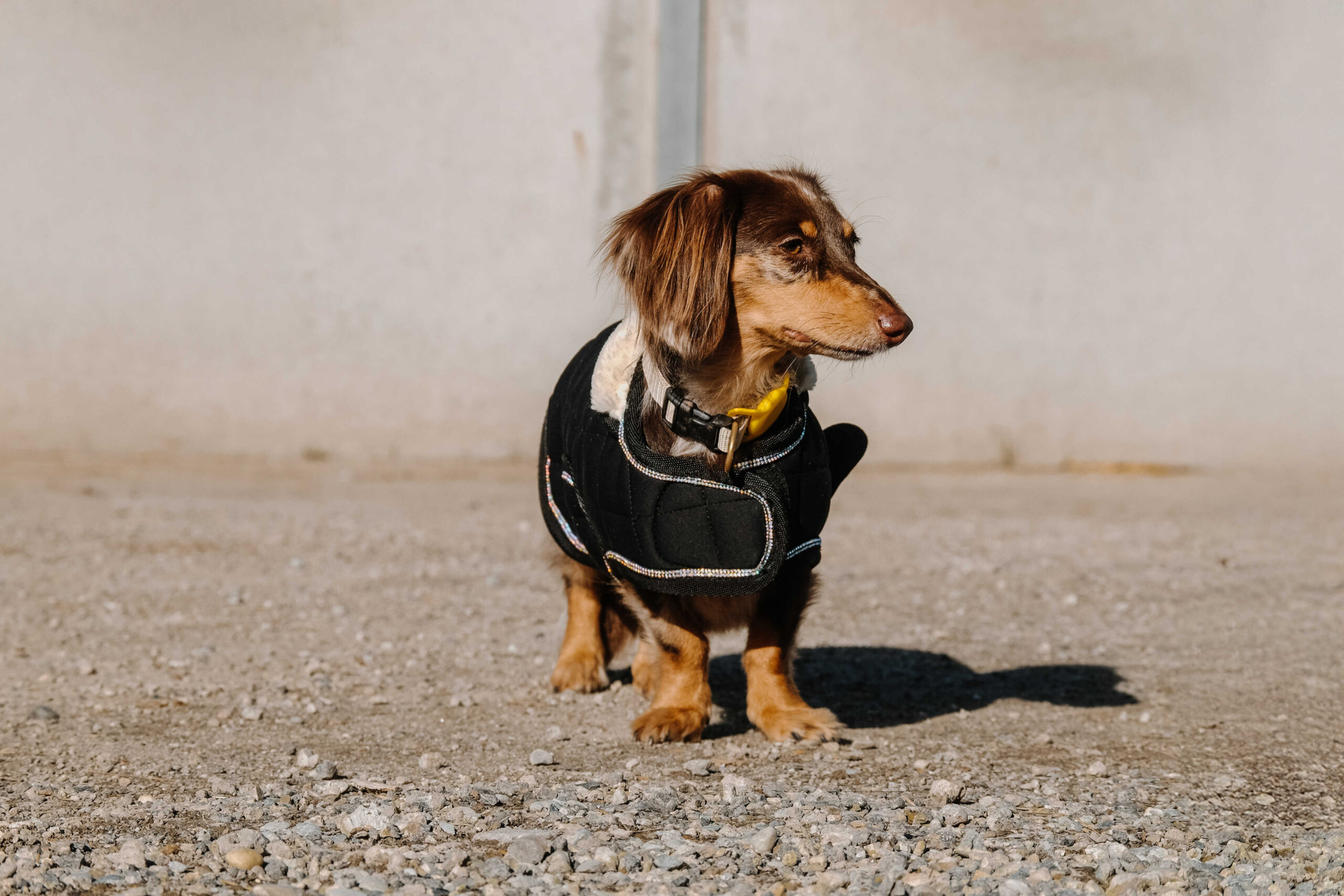 I love you EQUITHÈME Hundedecke - Image 8