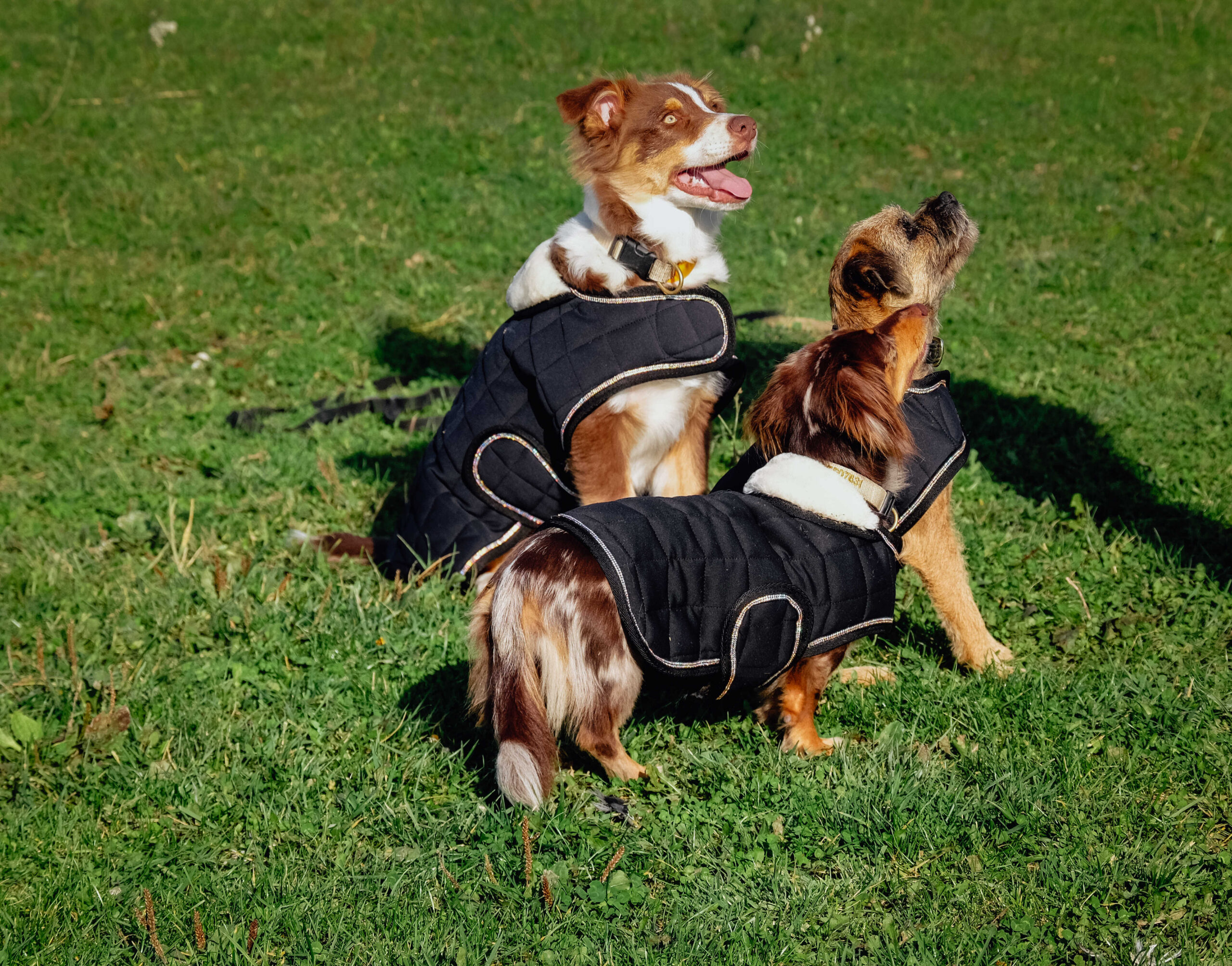 I love you EQUITHÈME Hundedecke - Image 13