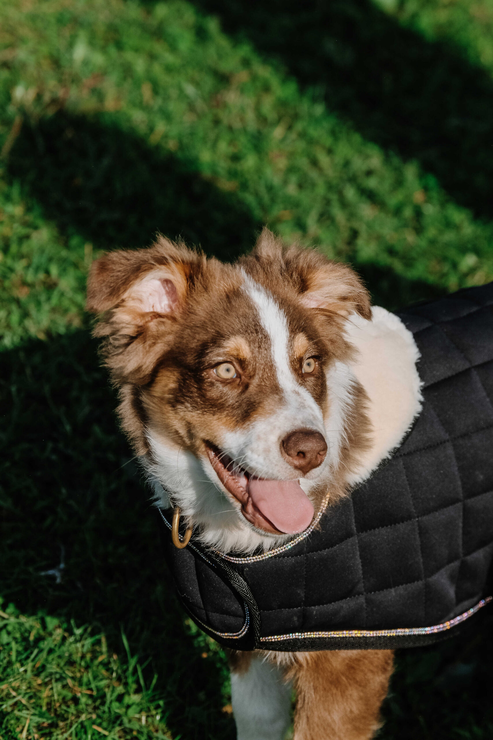 I love you EQUITHÈME Hundedecke - Image 14