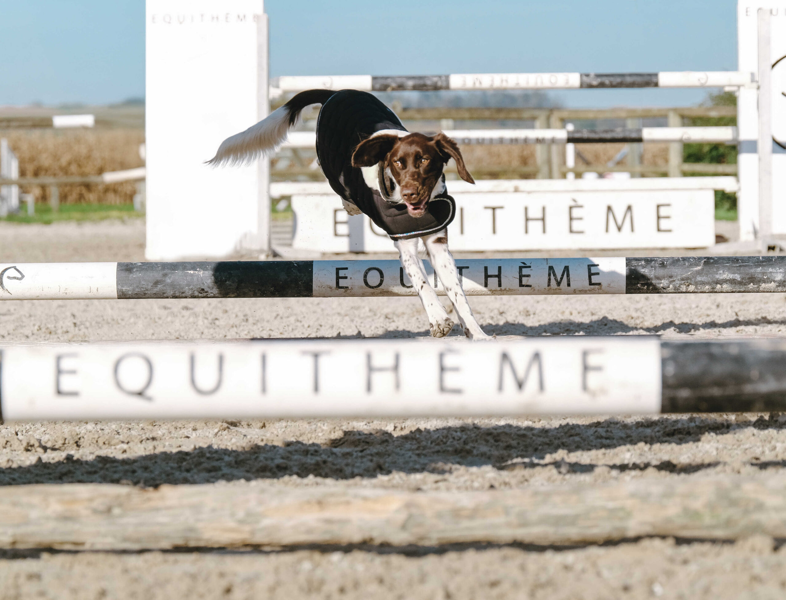 I love you EQUITHÈME Hundedecke - Image 16