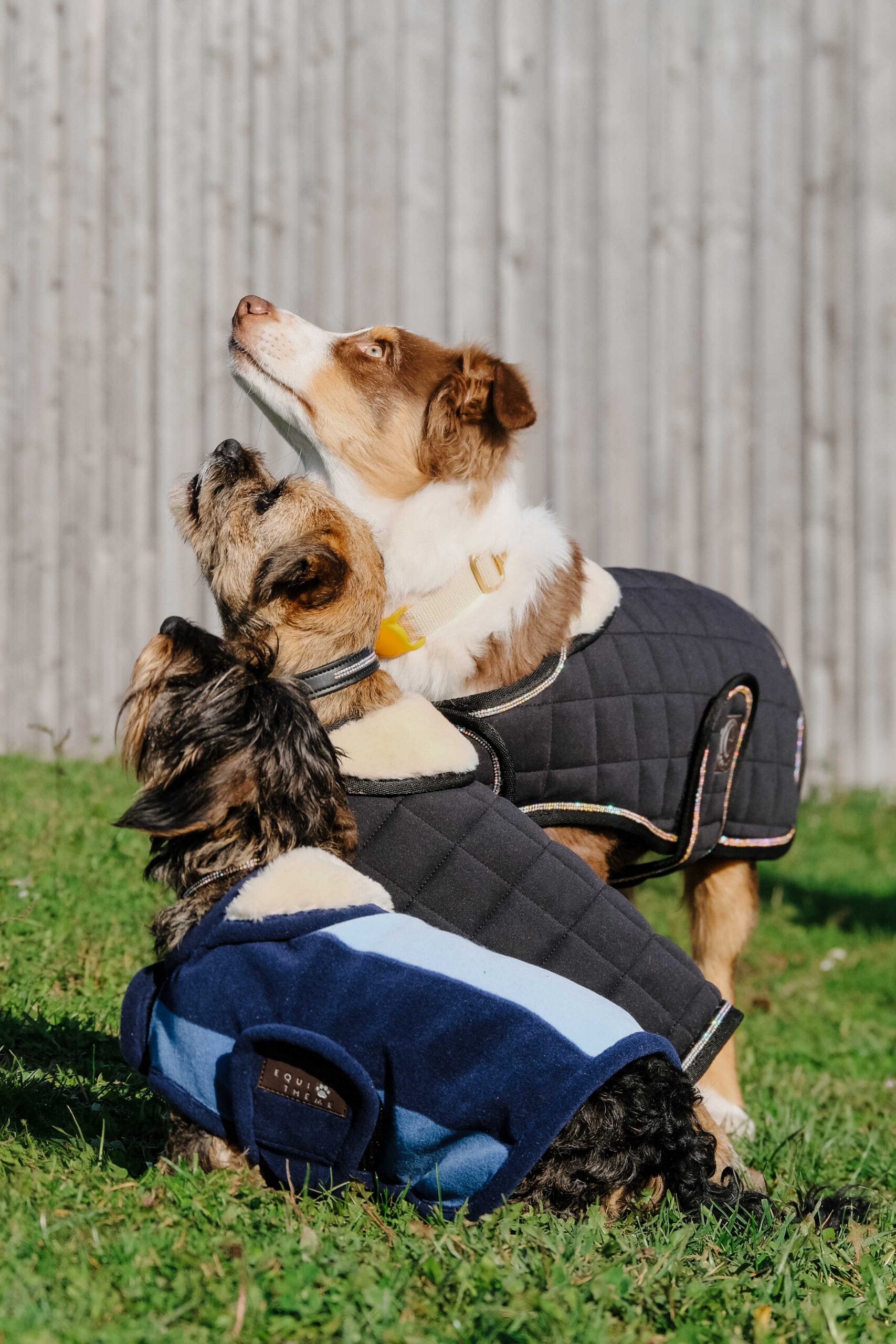 I love you EQUITHÈME Hundedecke - Image 17