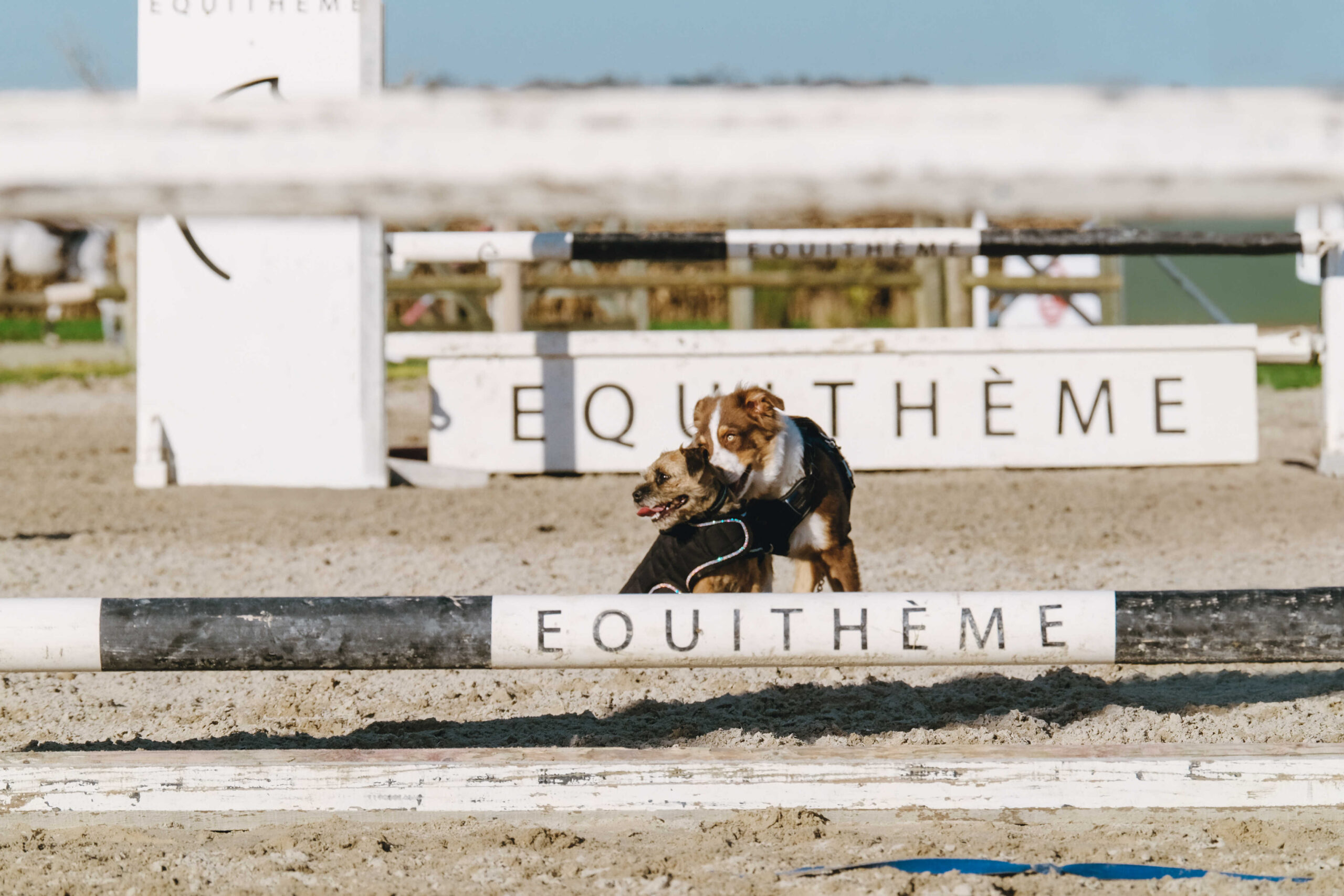 I love you EQUITHÈME Hundedecke - Image 18