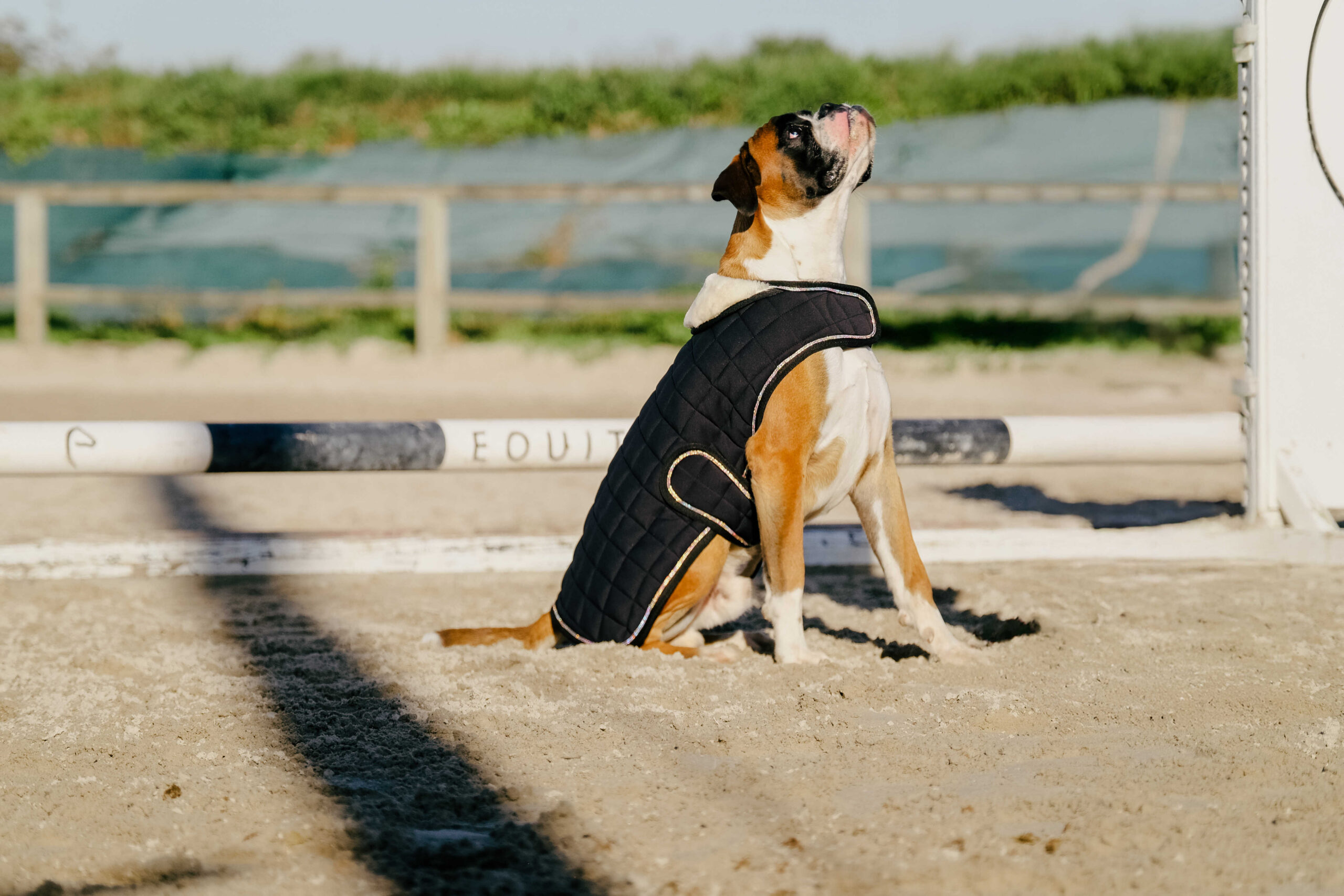 I love you EQUITHÈME Hundedecke - Image 20