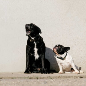 EQUITHÈME - Max - Dog collar and leash