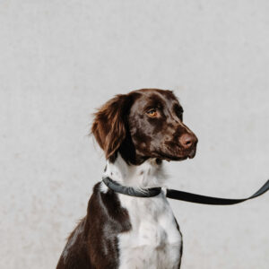 EQUITHÈME - Nala - Dog collar