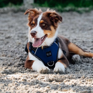 RIDING WORLD - Simba - Dog harness