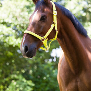 NORTON halter - fluorescent lined