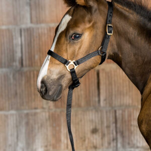 Foal halter + rope NORTON