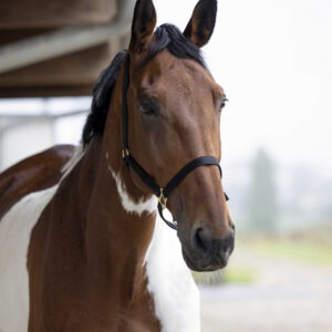 Nylon halter NORTON - Double strength