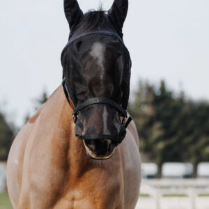 EQUITHÈME halter + anti-fly mask