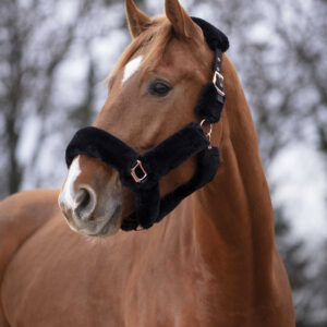 EQUITHÈME Halter - Teddy Rose Gold