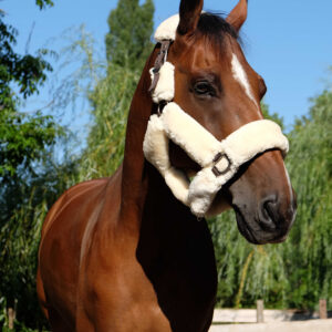 EQUITHÈME “Teddy” halter