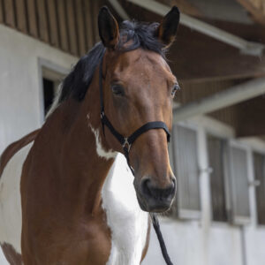 RIDING WORLD Halter + Rope - Club