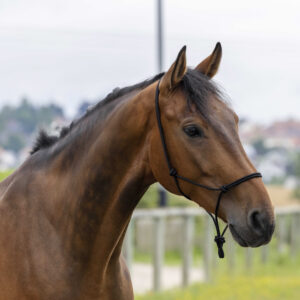 RIDING WORLD Ethological Halter Rope - Fine