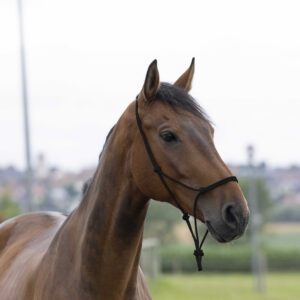 NORTON Rope Halter - First