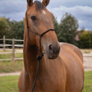 Knotenhalfter NORTON - Doux