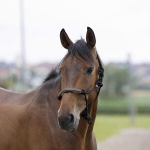 Knotted Halter NORTON - Rope/Synthetic