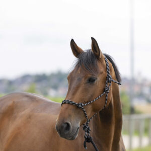 Knotted halter + rope NORTON - Eco