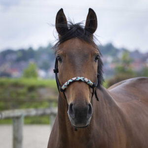 Knotenhalfter NORTON - Pearl