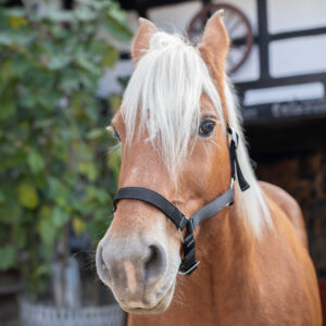 NORTON Coldblood Halter