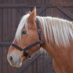 NORTON halter for cold-blooded horses