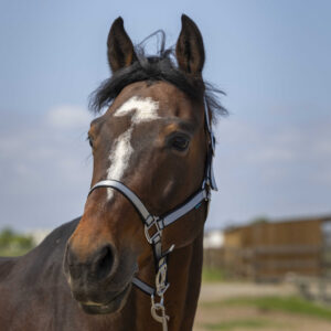 NORTON Halter -Nylon Soft-