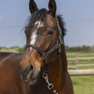 Halfter NORTON - Grooming